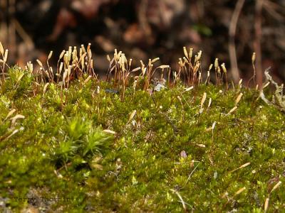 Pylaesiella polyantha - Stocking Moss 1.jpg