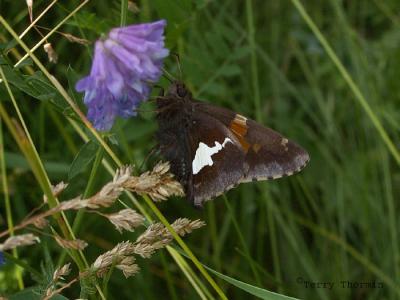 Silver-spotted Skipper - Epargyreus clarus 1.JPG