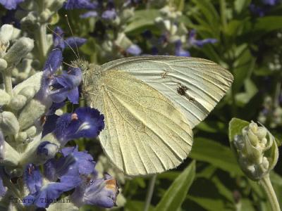 Pieris rapae - Cabbage Butterfly 1.jpg