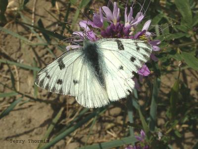 Pontia occidentalis - Western White 1.jpg