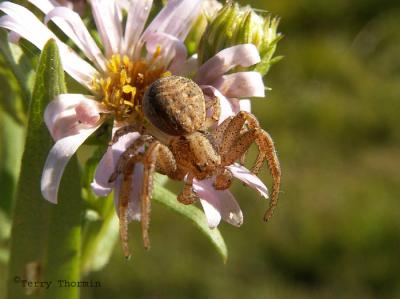 Xysticus sp. - Crab Spider penultimate male.jpg