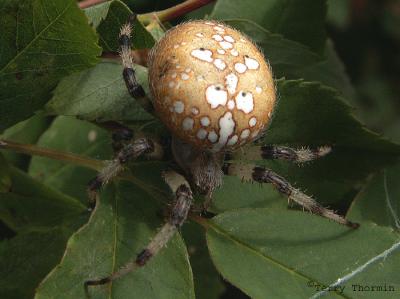 Araneus trifolium - Shamrock Spider 1.jpg