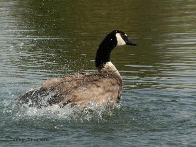 Canada Goose bathing 1.jpg