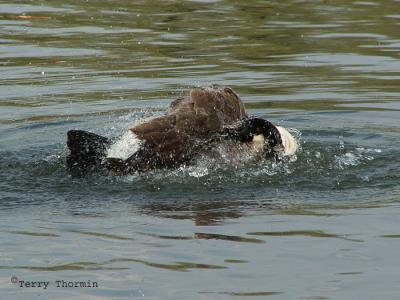 Canada Goose bathing 2.jpg