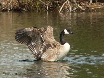 Canada Goose 22.jpg