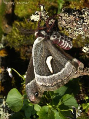 Hyalophora euryalus - Ceanothus Silk Moth 8.jpg