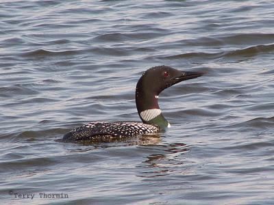 Common Loon 6a.jpg