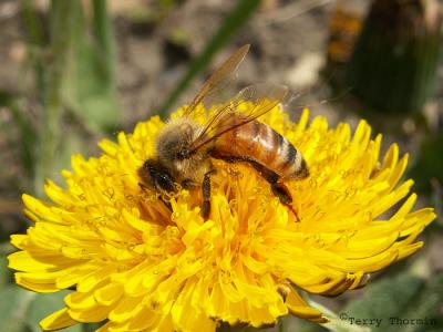 Apis melifera - Honey Bee 1.jpg