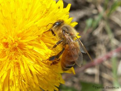 Apis melifera - Honey Bee 2.jpg