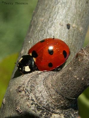 Ladybugs or Ladybird Beetles - Coccinellidae
