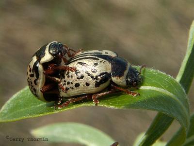 Calligrapha multipunctata - Willow Galligraphas mating 1a.jpg