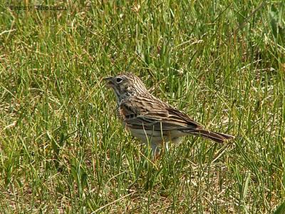 Vesper Sparrow 1.jpg