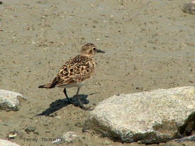 Bairds Sandpiper 2.jpg