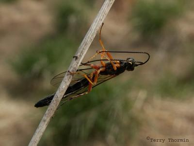 Ichneumonidae - Ichneumon wasp C2.jpg