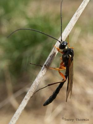 Ichneumonidae - Ichneumon wasp C3.jpg
