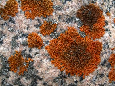 Xanthoria elegans 2.jpg