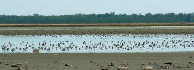 Shorebirds at Beaverhill Lake 1b.jpg