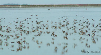 Shorebirds at Beaverhill Lake 4b.jpg