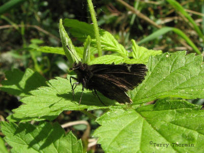 Amblyscirtes vialis - Roadside Skipper 1a.jpg