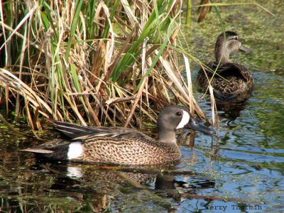 Blue-winged Teal pair 1.jpg