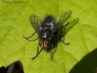 Tachinid Fly A1.jpg