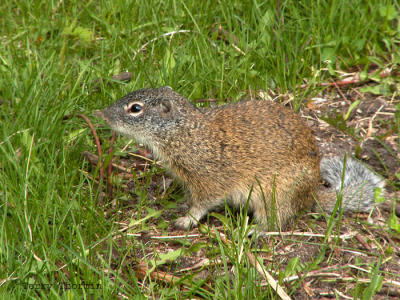 Franklins Ground Squirrel 1.jpg