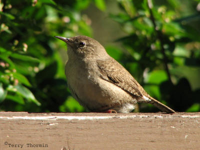 House Wren 1.jpg