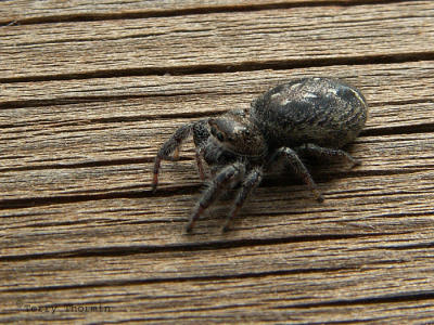 Salticidae - Jumping Spider A1.jpg
