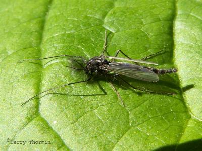 Midge Flies - Chironomidae