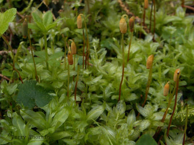 Plagiomnium sp. - Leafy Moss 1.jpg