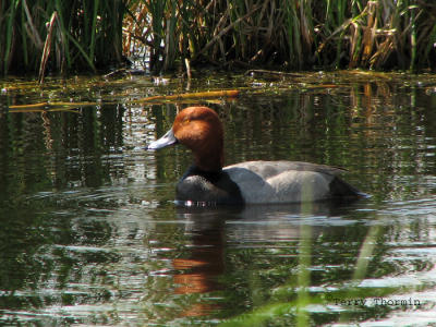 Redhead 1.jpg