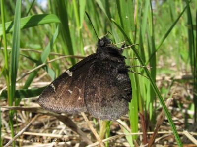 Thorybes pylades - Northern Cloudywing 1.jpg