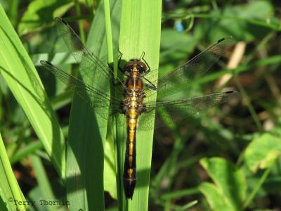 Leucorrhinia borealis - Boreal Whiteface 1.jpg