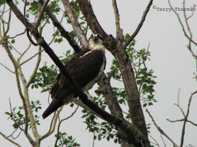 Osprey 1.jpg