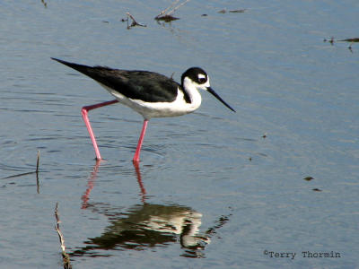 Black-necked Stilt 1.jpg