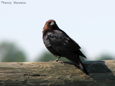 Brown-headed Cowbird 3.jpg