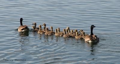Canada Geese and goslings 1.jpg