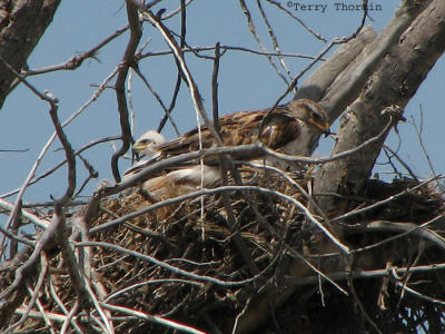 Ferruginous Hawk and young on nest 1.jpg