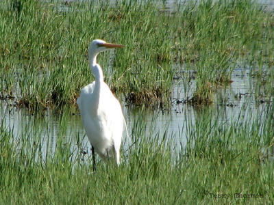 Great Egret 2a.jpg