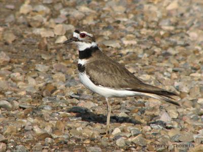 Killdeer 2.jpg