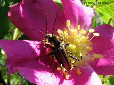 Longhorn Beetle A2.jpg