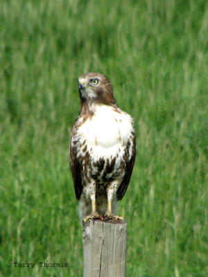 Red-tailed Hawk 1.jpg