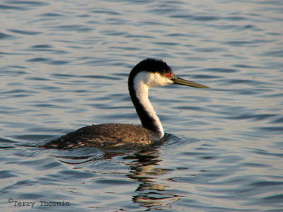 Western Grebe 1.jpg