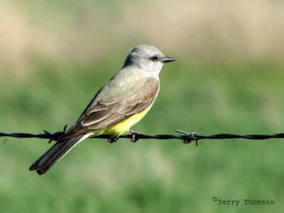 Western Kingbird 9.jpg