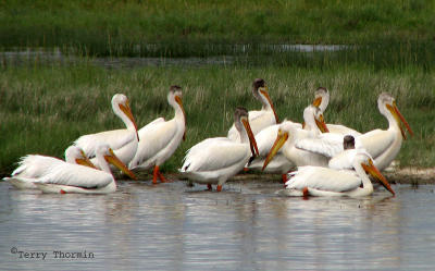 White Pelicans 8.jpg