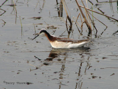 Wilsons Phalarope 2.jpg