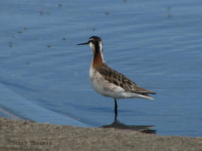 Wilsons Phalarope male 1.jpg