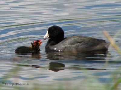 American Coot and chick 1.jpg