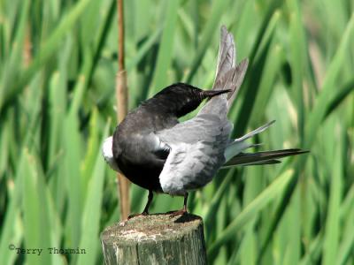 Black Tern 1.jpg