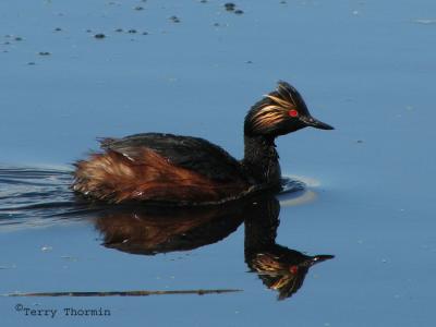 Eared Grebe 3.jpg